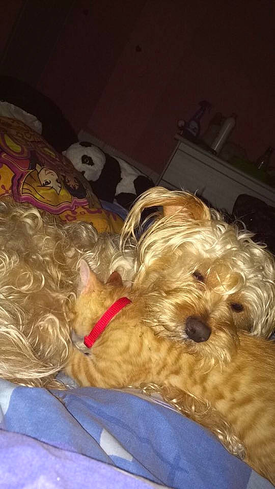 Jarod participe au concours pour gagner de l'argent avec cette photo : bolonka, briard, canidae, carnivore, cavapoo, cockapoo, dog, dog_breed, dutch_smoushond, glen_of_imaal_terrier, goldendoodle, irish_soft_coated_wheaten_terrier, morkie, schnoodle, sporting_group, sporting_lucas_terrier, terrier, tibetan_terrier, welsh_terrier, yorkshire_terrier