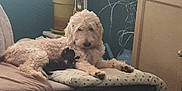 Prunelle participe au concours pour gagner de l'argent avec cette photo : dog, pet, cushion, fan, drawer, blanket, indoor, table, plant, cozy, living_room, furniture, curtain, floor, resting, small_pet, light, shadow, home, comfort