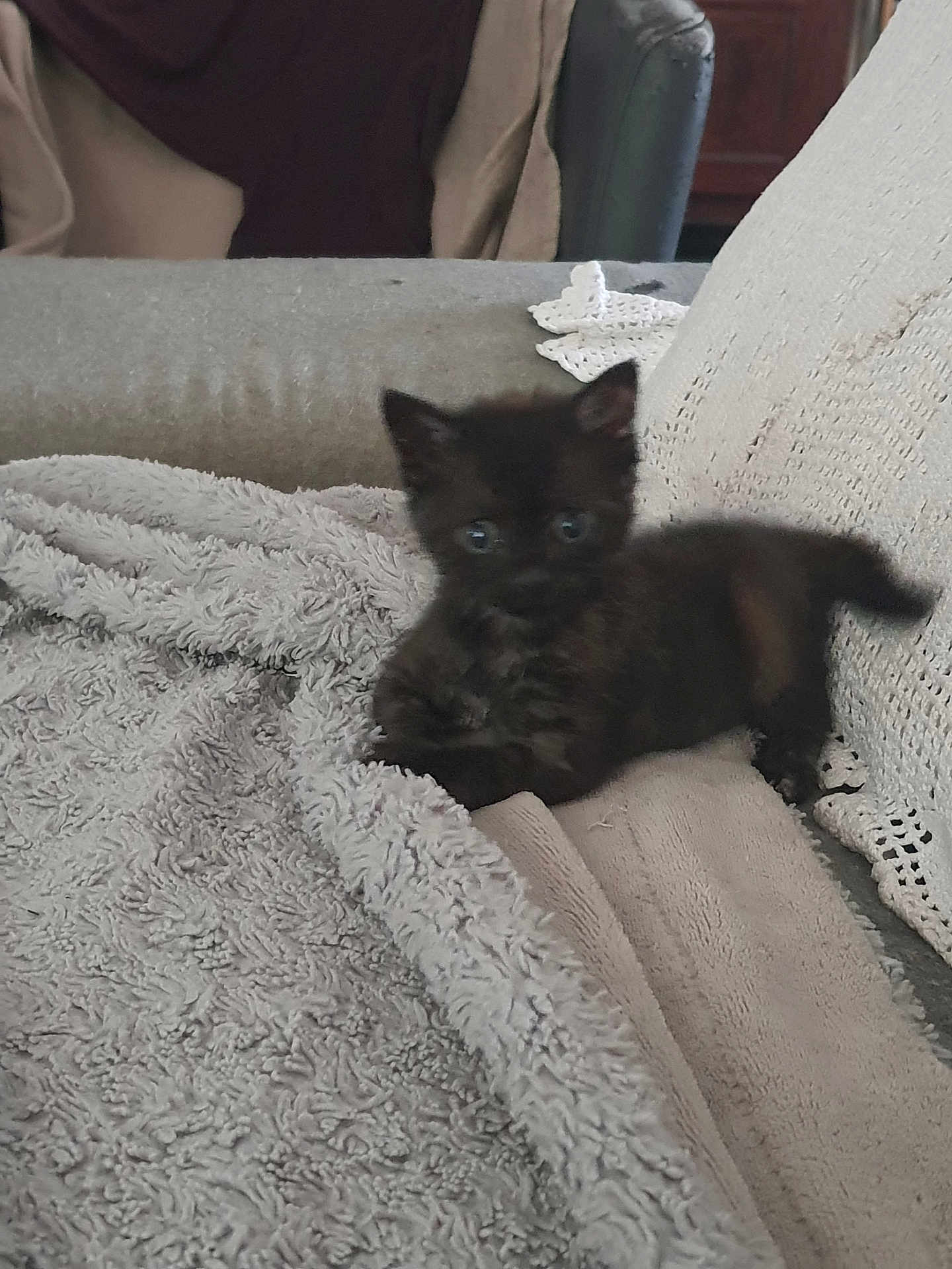 Prunelle participe au concours pour gagner de l'argent avec cette photo : kitten, cat, black_cat, pet, animal, feline, indoor, blanket, couch, texture, cozy, cute, small, fur, resting, home, living_room, curious, soft, young