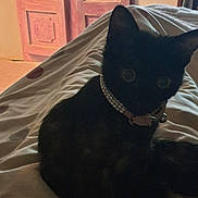 Prunelle participe au concours pour gagner de l'argent avec cette photo : animal, bed, black_cat, blanket, cat, collar, curious, cute, domestic, feline, furniture, household, indoor, pet, resting, shadow, sitting, soft_light, wide_eyes, wooden_door