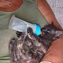 Prunelle a rejoint le concours — aidez-le/la à gagner de superbes lots ! kitten, tortoiseshell, feeding, bottle, person, arm, green_clothing, bracelet, necklace, indoor, blanket, holding, cute, pet, animal, fur, young, resting, comfort, closeup