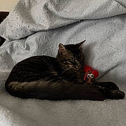 August Bear is registered to the contest to win money with this photo: cat, tabby, sleeping, toy, mouse_toy, feather, blanket, cozy, indoor, pet, fur, whiskers, relaxed, domestic_cat, animal, cute, resting, soft, feline, comfort