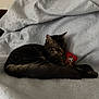 cat, tabby, sleeping, toy, mouse_toy, feather, blanket, cozy, indoor, pet, fur, whiskers, relaxed, domestic_cat, animal, cute, resting, soft, feline, comfort
