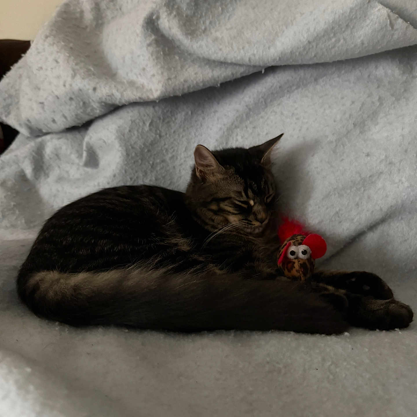 August Bear is registered to the contest to win money with this photo: animal, blanket, cat, comfort, cozy, cute, domestic_cat, feather, feline, fur, indoor, mouse_toy, pet, relaxed, resting, sleeping, soft, tabby, toy, whiskers