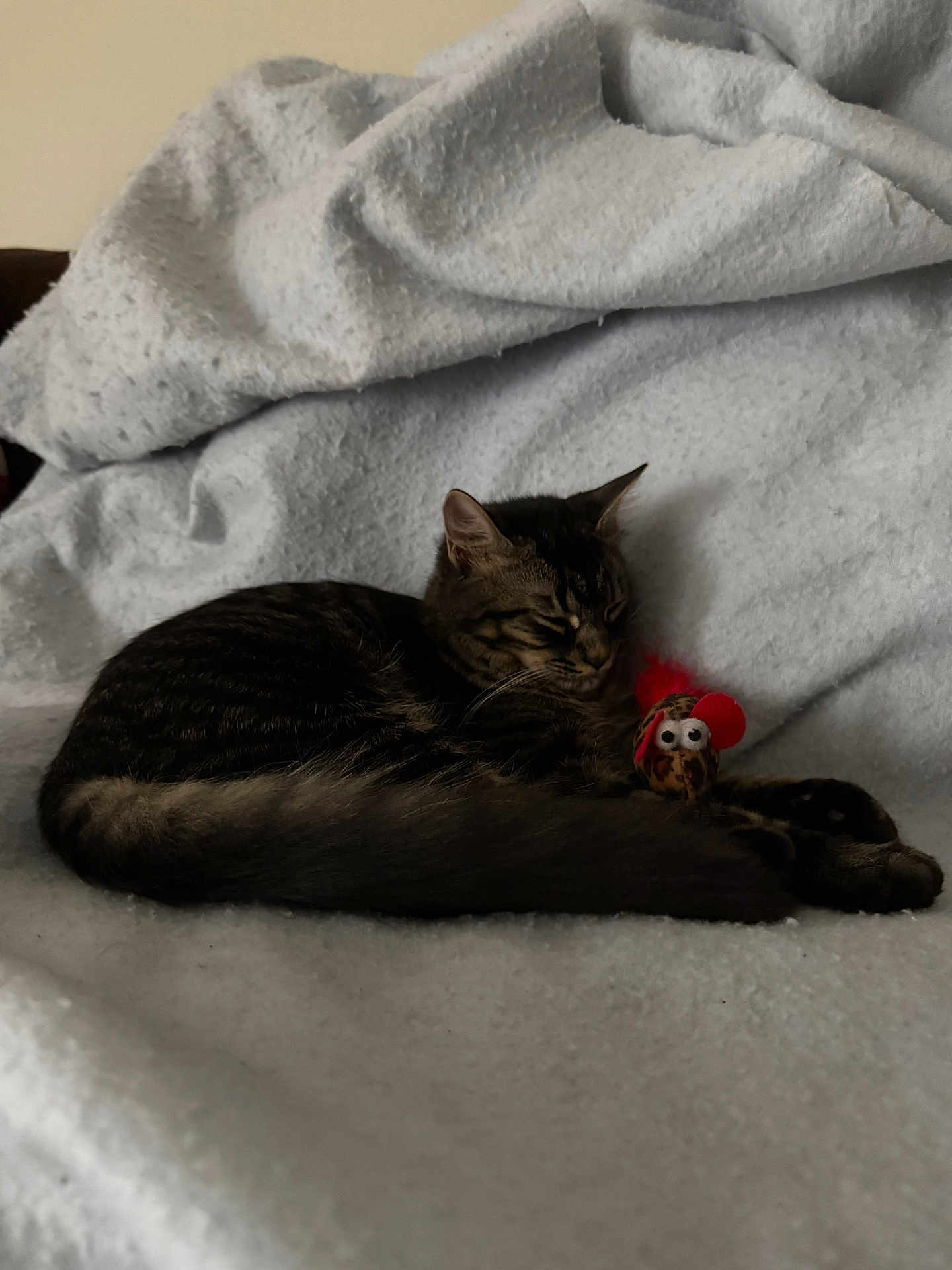 August Bear is registered to the contest to win money with this photo: cat, tabby, sleeping, toy, mouse_toy, feather, blanket, cozy, indoor, pet, fur, whiskers, relaxed, domestic_cat, animal, cute, resting, soft, feline, comfort