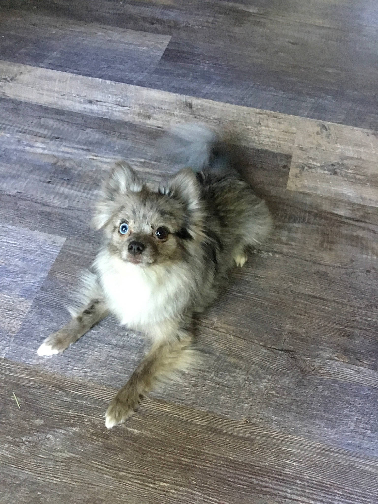 Ralph joined the competition — help win amazing prizes! canidae, carnivore, claw, companion_dog, dog_breed, eye, fawn, felidae, fur, hardwood, paw, procyonidae, small_to_medium_sized_cats, snout, tail, terrestrial_animal, toy_dog, whiskers, wildlife, wood