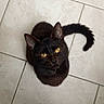 Simba participe au concours pour gagner de l'argent avec cette photo : cat, black_cat, pet, animal, feline, yellow_eyes, looking_up, sitting, tail, floor, tile_floor, indoor, cute, whiskers, fur, domestic_animal, portrait, closeup, eye_contact, curled_tail