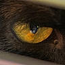 animal, cat, clock, close_up, dark_background, detail, digital_time, eye, focus, fur, gaze, macro, mysterious, pet, reflection, scifi, sharp, texture, whiskers, yellow_eye
