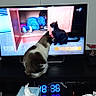 Bulma participe au concours pour gagner de l'argent avec cette photo : cat, television, child, black_cat, figurines, digital_clock, living_room, furniture, toy, person_on_tv, screen, entertainment, curious_cat, indoor, electronics, sitting, black_furniture, radiator, pink_chair, floor