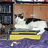 Bulma participe au concours pour gagner de l'argent avec cette photo : cat, living_room, television, furniture, blanket, dvd_shelf, glass_table, purple_blanket, indoor, relaxed, animal, pet, cabinet, electronics, sitting, cozy, home, casual, resting, domestic