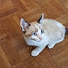 kitten, cat, blue_eyes, fur, pet, animal, wooden_floor, parquet, indoor, cute, small, whiskers, ears, flooring, domestic_animal, feline, young, looking, curious, sitting