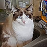 cat, sink, kitchen, faucet, dish_soap, blue_eyes, fur, pet, domestic_animal, curious, white_fur, brown_fur, closeup, indoor, animal, household, water, cleaning_product, still_life, portrait