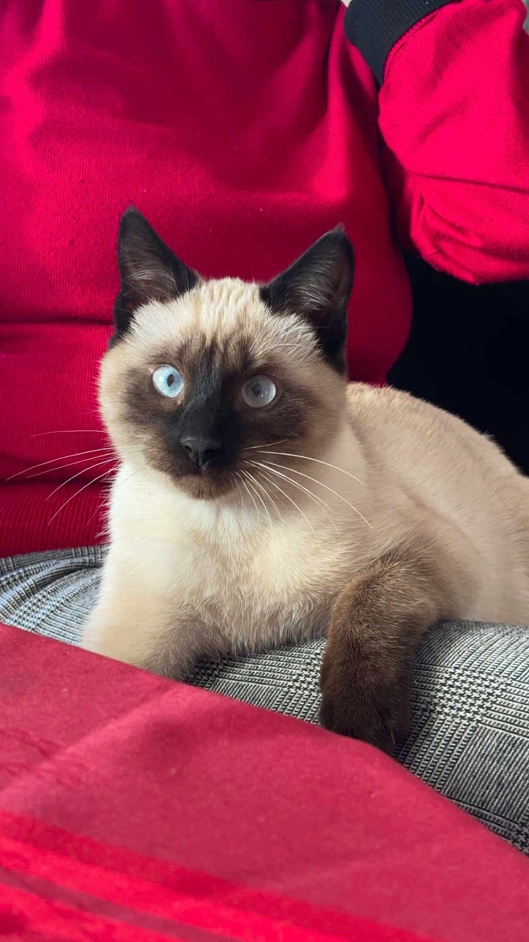 Bounty participe au concours pour gagner de l'argent avec cette photo : cat, siamese_cat, blue_eyes, pet, animal, feline, fur, whiskers, ear, paw, red_sweater, person, indoor, cozy, resting, closeup, portrait, cute, domestic_animal, soft_texture