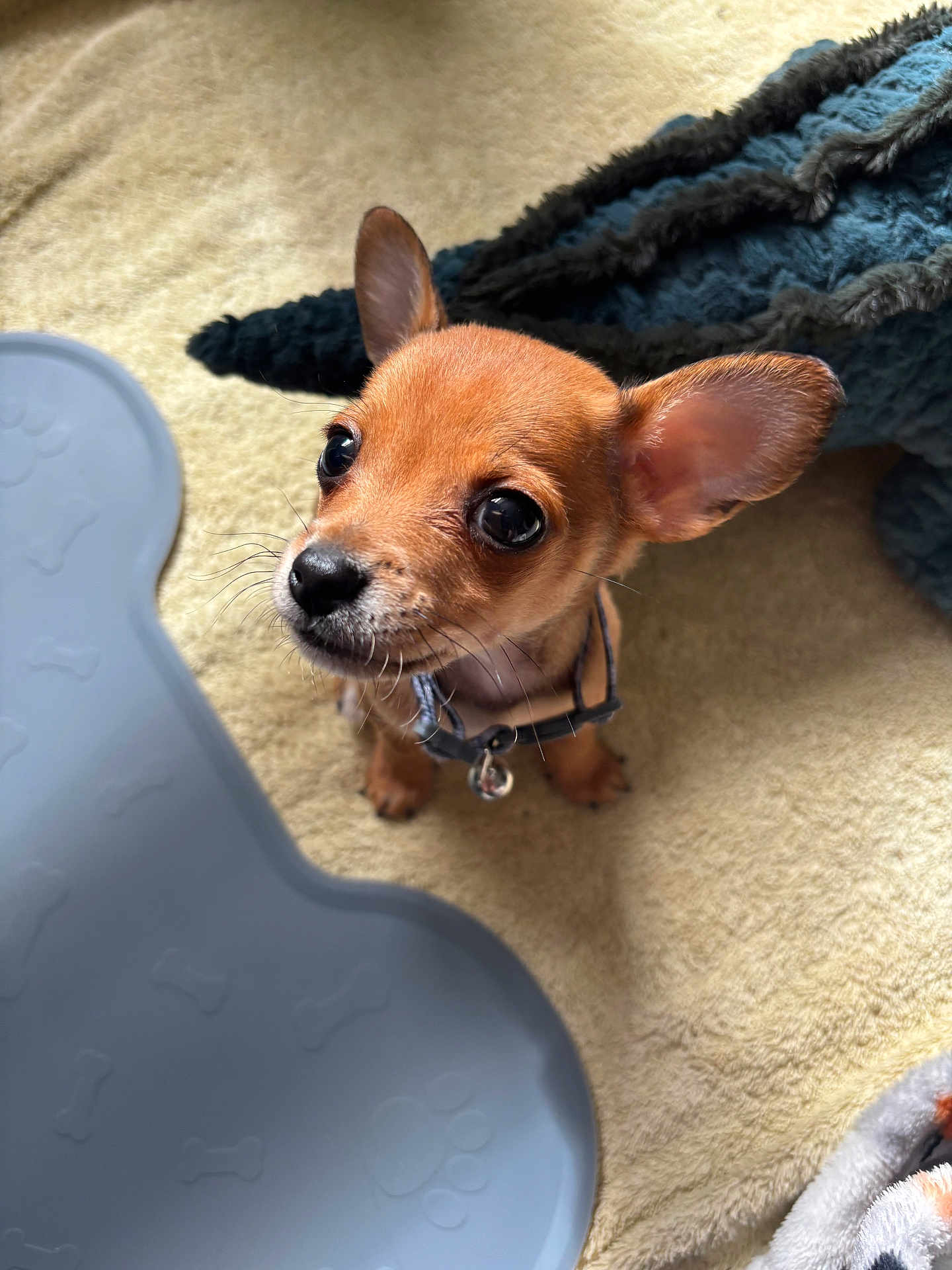 Rusty is registered to the contest to win money with this photo: puppy, dog, small_dog, brown_dog, pet, cute, blanket, collar, indoor, floor, toy, blue_mat, fur, ears, looking_up, animal, companion, domestic_animal, whiskers, young_dog