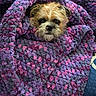 Papi is registered to the contest to win money with this photo: dog, blanket, knitted, purple, pink, cozy, pet, fur, cute, small_dog, wrapped, texture, indoor, resting, snug, warm, animal, face, cute_pet, comfort