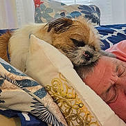 Papi is registered to the contest to win money with this photo: dog, man, sleeping, pillow, bed, blanket, indoor, resting, cozy, animal, pet, human, fur, face, closed_eyes, comfort, cushion, nap, relaxation, fabric