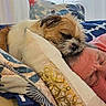 dog, man, sleeping, pillow, bed, blanket, indoor, resting, cozy, animal, pet, human, fur, face, closed_eyes, comfort, cushion, nap, relaxation, fabric