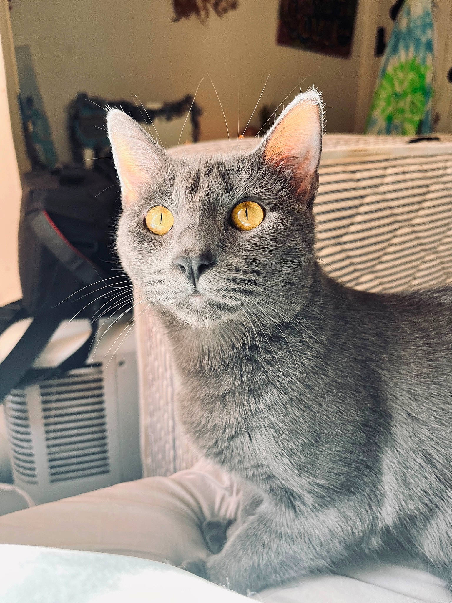 Amethyst joined the competition — help win amazing prizes! carnivore, cat, cat_furniture, cat_supply, comfort, domestic_short_haired_cat, felidae, fur, grey, sitting, small_to_medium_sized_cats, snout, whiskers, window