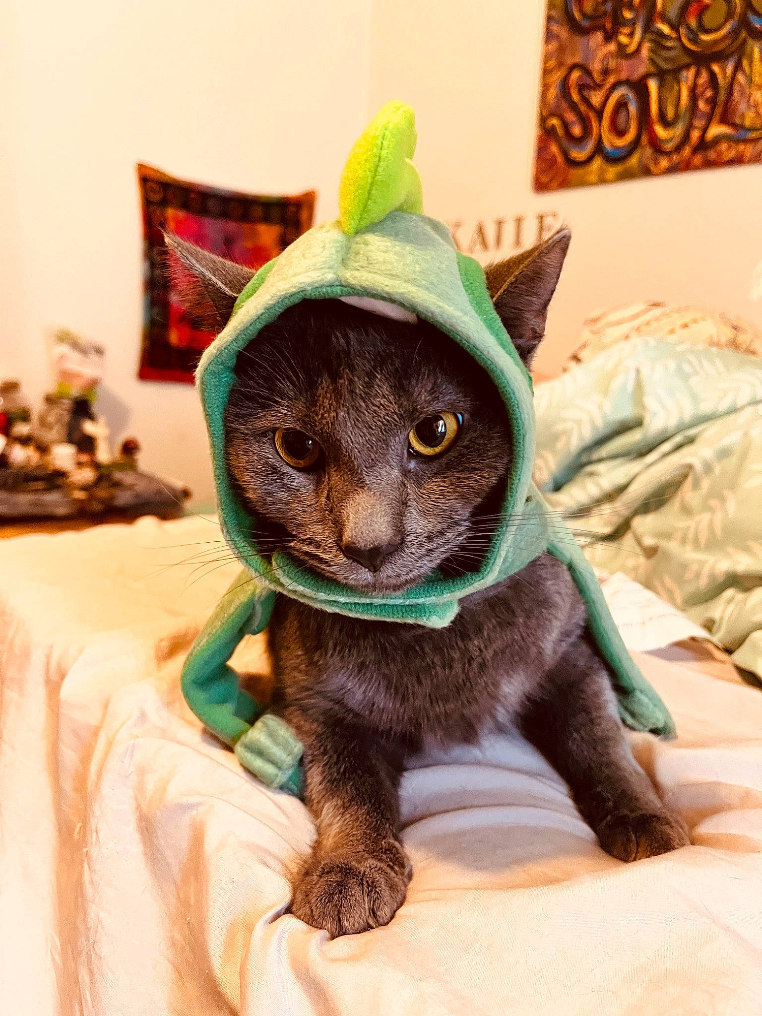 Amethyst joined the competition — help win amazing prizes! black_cat, bombay, carnivore, cat, cat_supply, comfort, domestic_short_haired_cat, fashion_accessory, felidae, fur, hat, linens, plant, plush, small_to_medium_sized_cats, stuffed_toy, tail, toy, whiskers, witch_hat