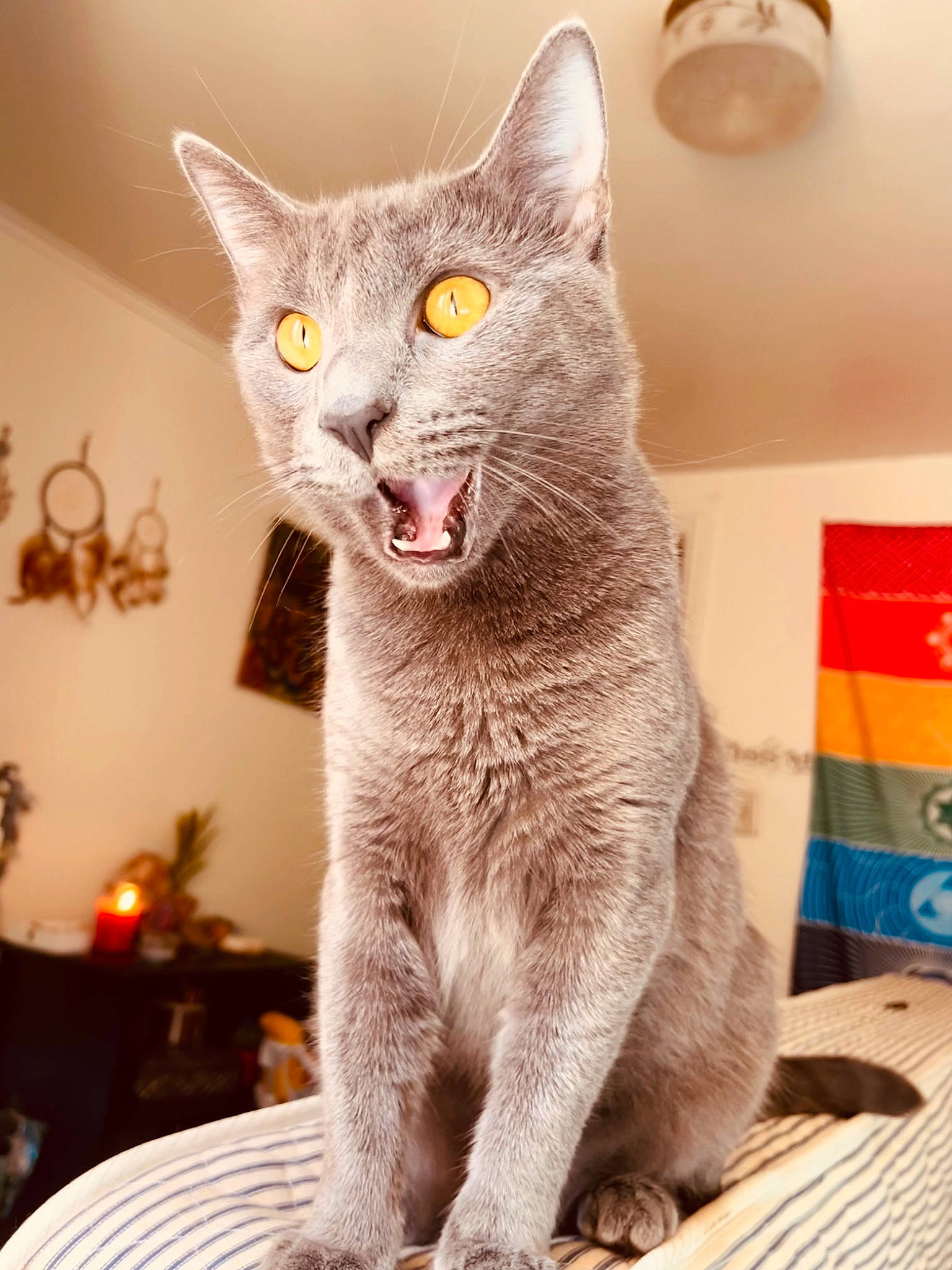 Amethyst joined the competition — help win amazing prizes! carnivore, cat, cat_supply, domestic_short_haired_cat, fang, felidae, fur, grey, jaw, paw, russian_blue, small_to_medium_sized_cats, snout, tail, terrestrial_animal, whiskers