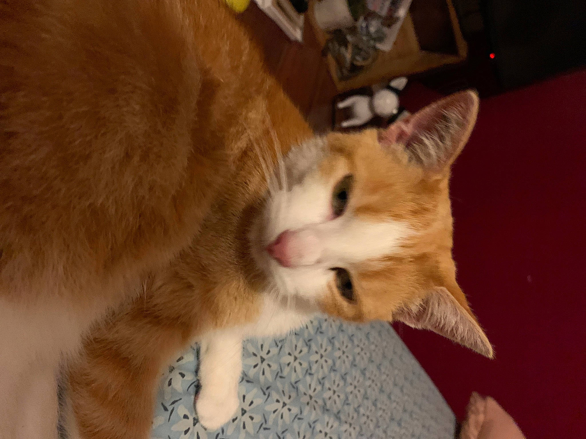 Oups a rejoint le concours — aidez-le/la à gagner de superbes lots ! carnivore, cat, claw, comfort, domestic_short_haired_cat, fawn, felidae, flooring, foot, fur, human_leg, paw, photo_caption, small_to_medium_sized_cats, snout, tail, whiskers, wood