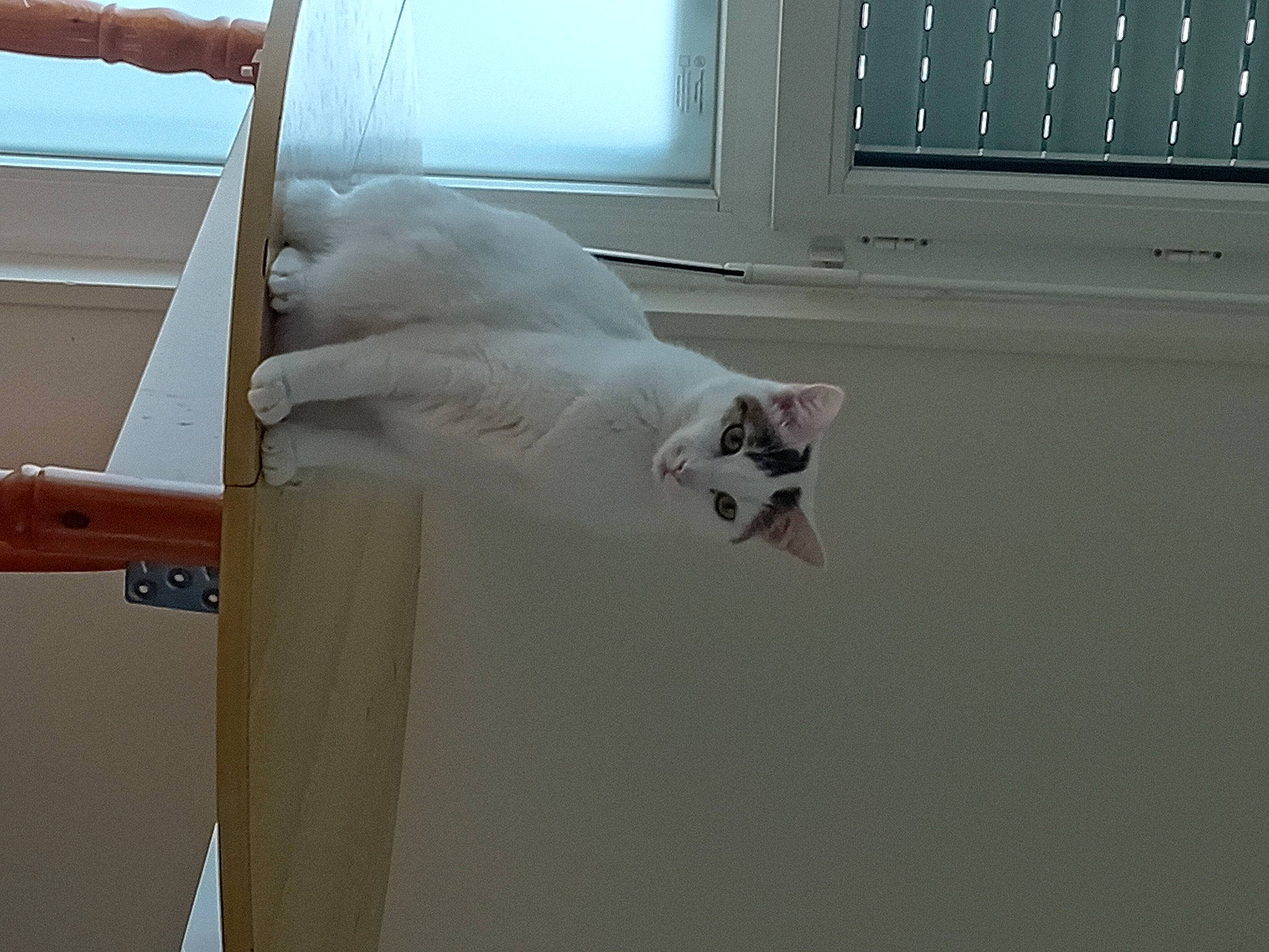 Tao participe au concours pour gagner de l'argent avec cette photo : carnivore, cat, domestic_short_haired_cat, felidae, fixture, fur, room, sash_window, small_to_medium_sized_cats, tail, whiskers, window, wood