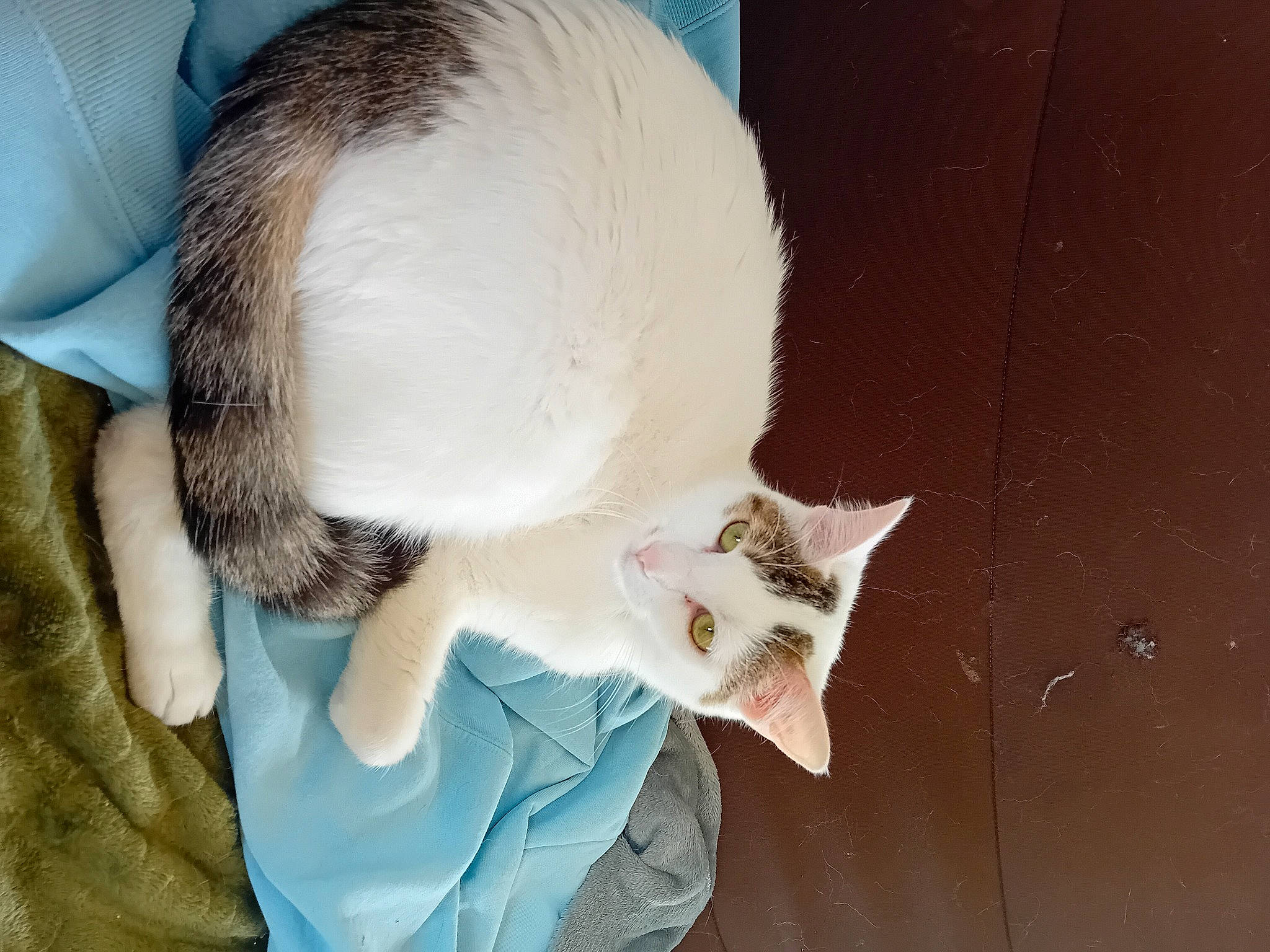 Tao participe au concours pour gagner de l'argent avec cette photo : art, carnivore, cat, cat_supply, claw, comfort, domestic_short_haired_cat, ear, eye, fawn, felidae, fur, paw, small_to_medium_sized_cats, snout, tail, whiskers, window, wood