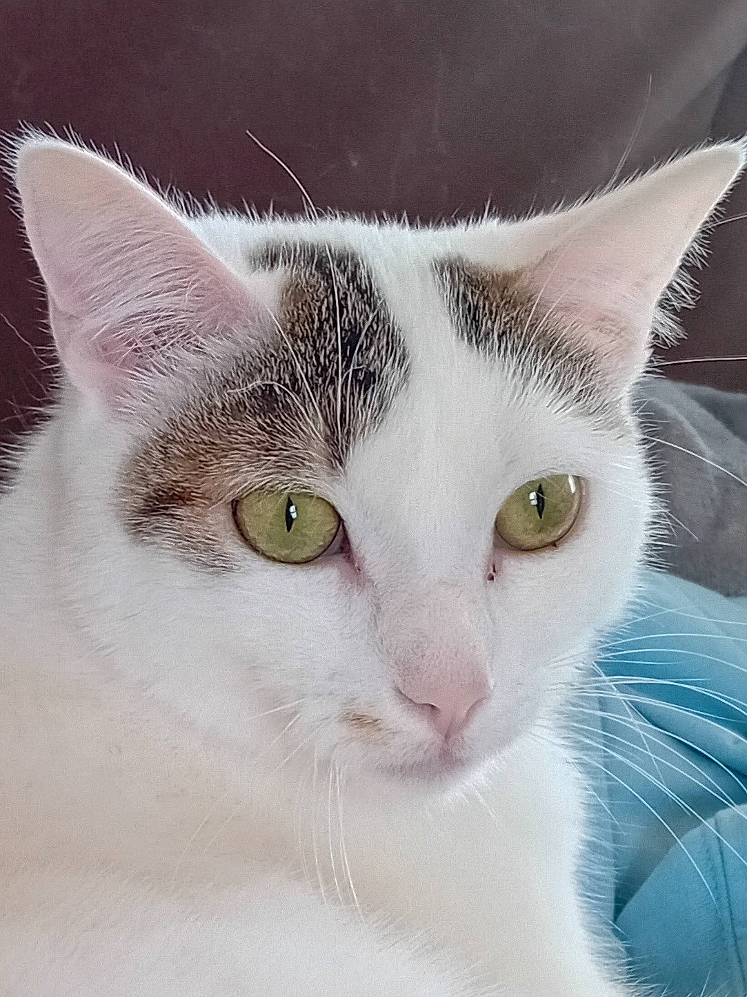 Tao a rejoint le concours — aidez-le/la à gagner de superbes lots ! carnivore, cat, domestic_short_haired_cat, event, felidae, fur, iris, small_to_medium_sized_cats, snout, tail, terrestrial_animal, whiskers, window