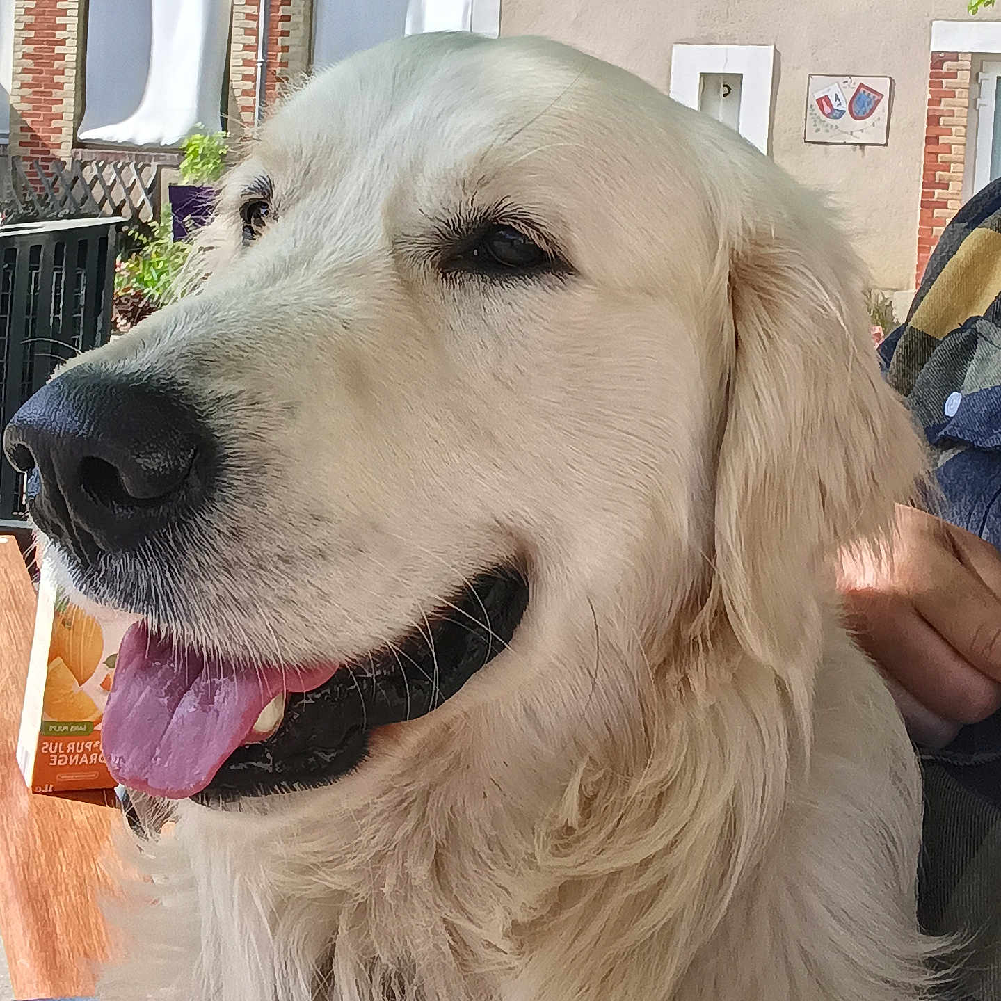Royal participe au concours pour gagner de l'argent avec cette photo : dog, golden_retriever, pet, animal, tongue_out, close_up, outdoor, leafy_tree, house, fur, canine, happy, panting, nose, ear, daylight, smile, natural_light, portrait, person_hand