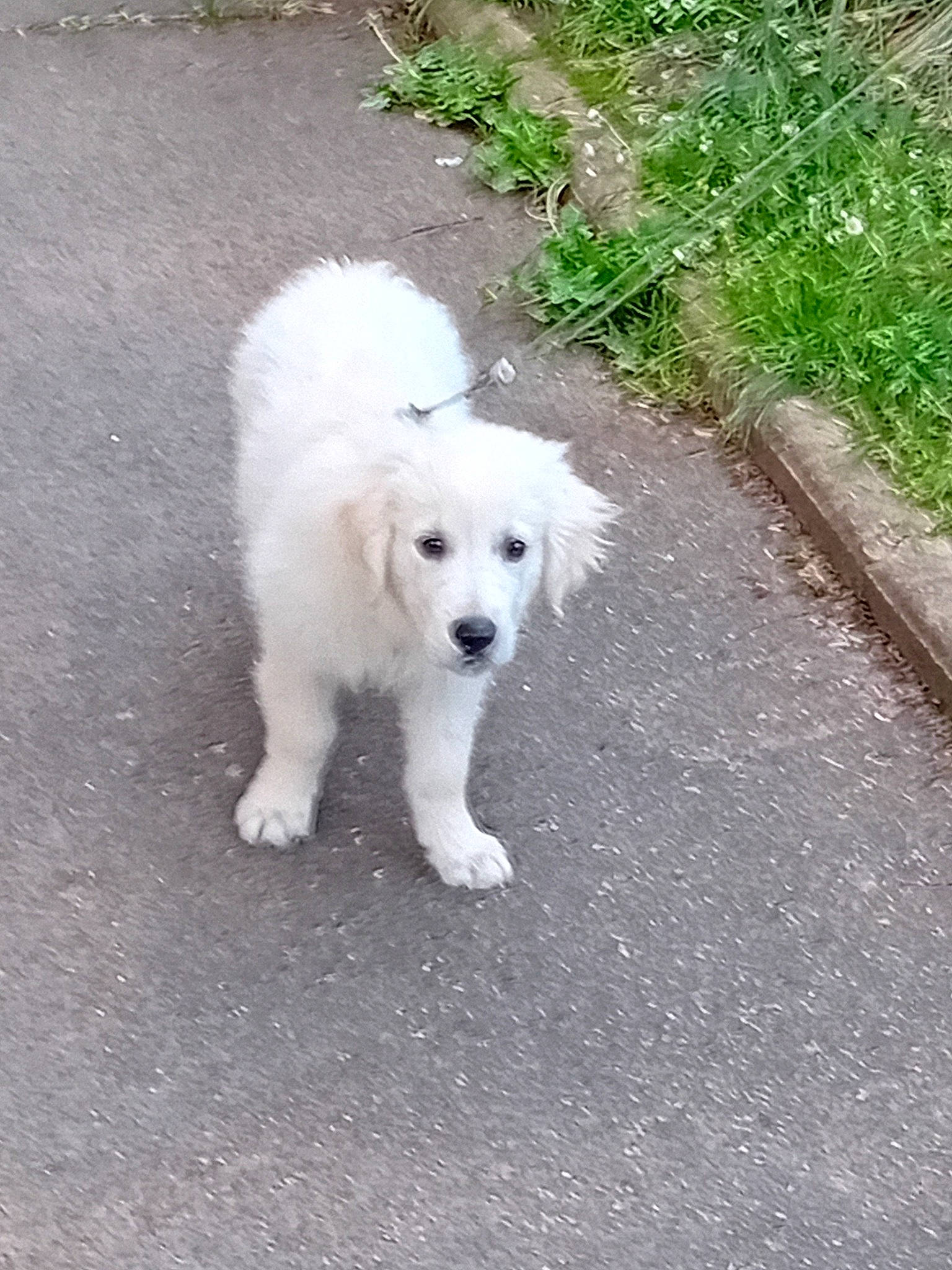 Royal participe au concours pour gagner de l'argent avec cette photo : american_eskimo_dog, canidae, carnivore, companion_dog, dog, dog_breed, fur, grass, indian_spitz, non_sporting_group, plant, polish_tatra_sheepdog, road_surface, sidewalk, sporting_group, tail, terrestrial_animal, volpino_italiano, working_animal, working_dog