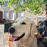 Royal participe au concours pour gagner de l'argent avec cette photo : dog, golden_retriever, pet, animal, outdoor, bench, person, plaid_shirt, happy, smiling, tongue_out, fur, leafy_tree, sunlight, house, window, pavement, daytime, nature, portrait