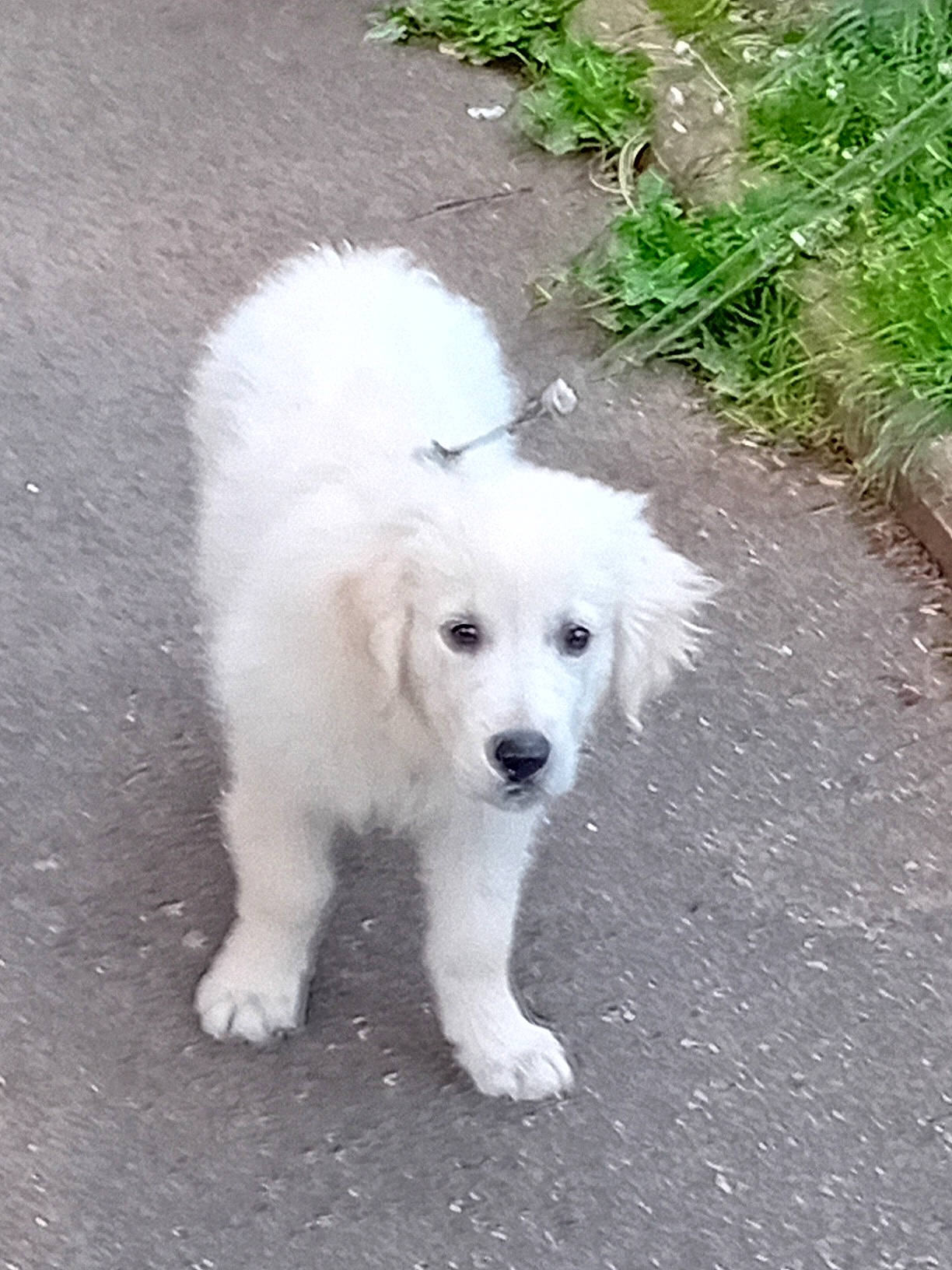 Royal a rejoint le concours — aidez-le/la à gagner de superbes lots ! carnivore, companion_dog, dog, dog_breed, fur, grass, indian_spitz, non_sporting_group, plant, sporting_group, tail, volpino_italiano, working_animal, working_dog