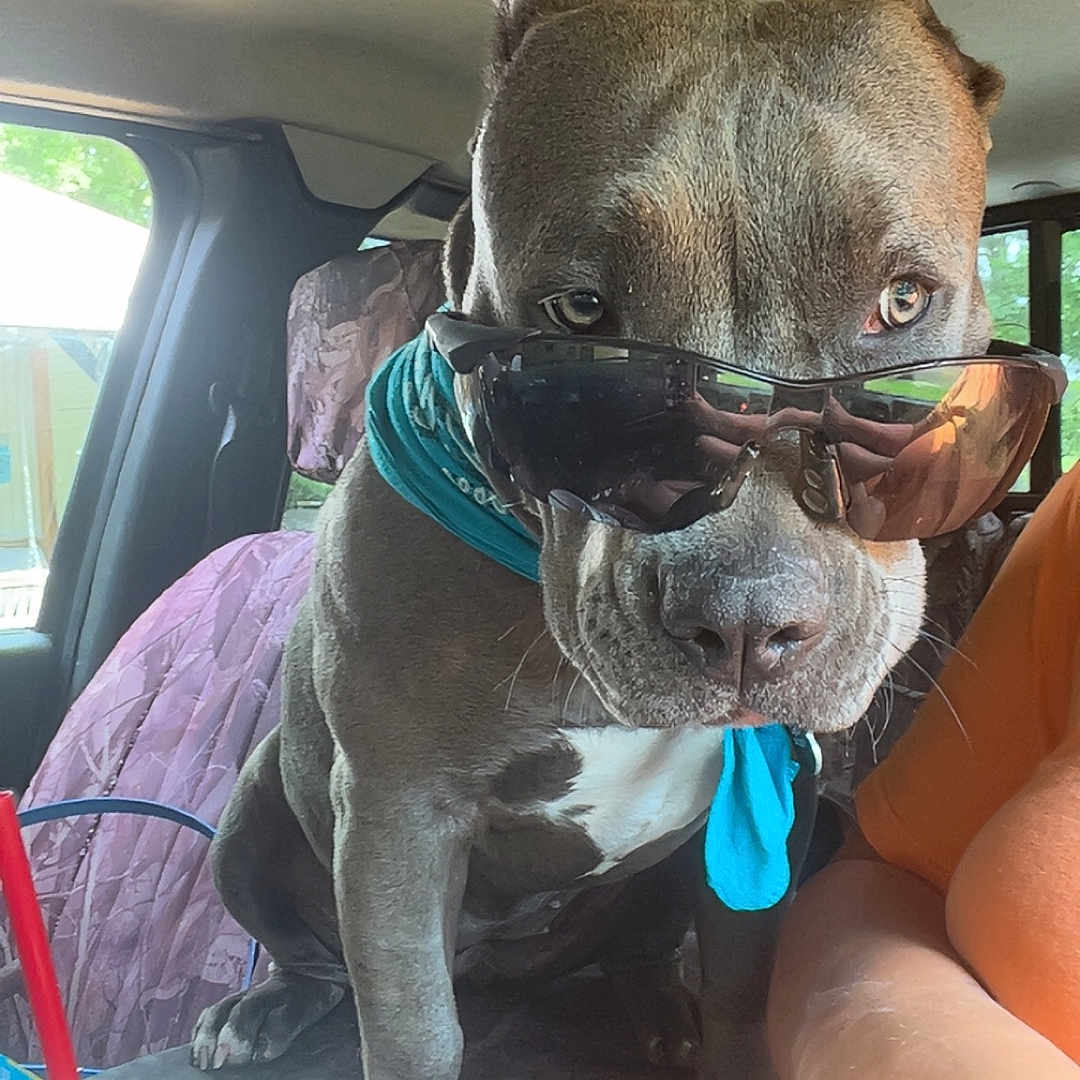 Zayne is registered to the contest to win money with this photo: accessories, animal, baby, belt, bulldog, can, canine, cream, dessert, dog, face, food, head, icecream, person, pet, photography, portrait, sunglasses, tin