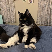 Luna joined the competition — help win amazing prizes! cat, black_and_white, fluffy, bed, quilt, curtains, wall_art, indoor, pet, feline, relaxed, sitting, cozy, whiskers, paws, fur, household, domestic_animal, portrait, cute