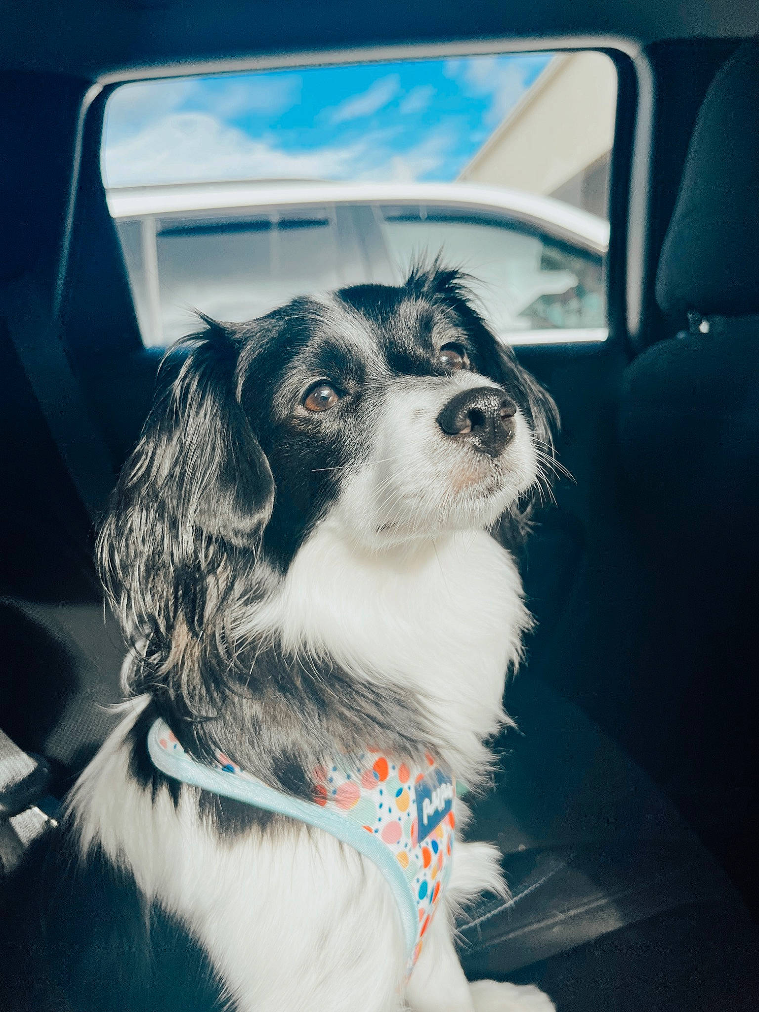 Iris is registered to the contest to win money with this photo: automotive_design, car, carnivore, cloud, collar, companion_dog, dog, dog_breed, dog_collar, eyewear, fur, happy, herding_dog, sky, snout, tints_and_shades, vehicle, vehicle_door, whiskers, windshield