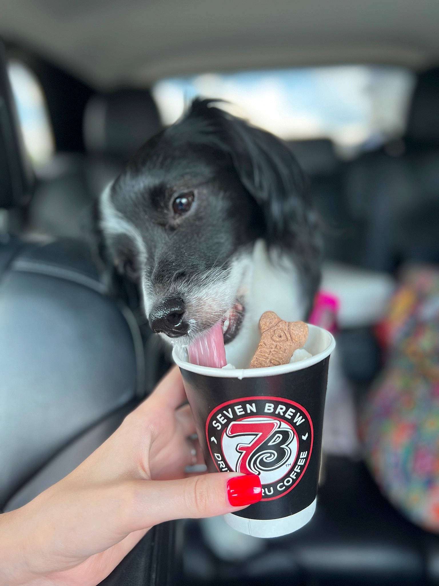 Iris joined the competition — help win amazing prizes! bowl, carnivore, coffee_cup, companion_dog, cup, dog, dog_breed, drink, drinking, drinkware, fast_food, food, ingredient, liquid, pet_food, recipe, snout, soft_drink, sweetness