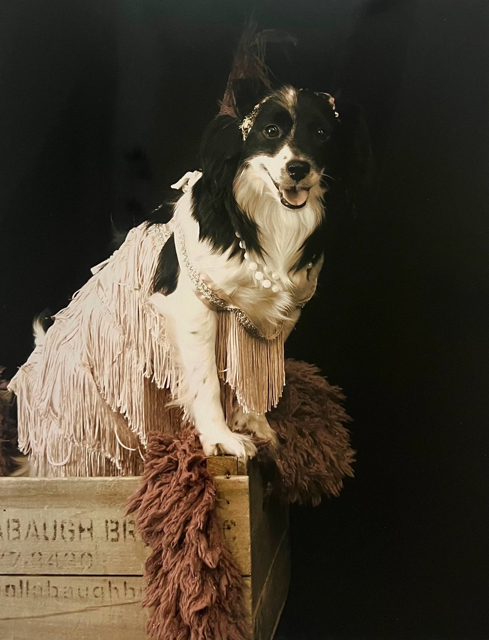 Iris joined the competition — help win amazing prizes! art, border_collie, canidae, carnivore, companion_dog, darkness, dog, dog_breed, dog_collar, event, fashion_design, flash_photography, fur, monochrome, monochrome_photography, smile, snout, sporting_group, working_animal, working_dog