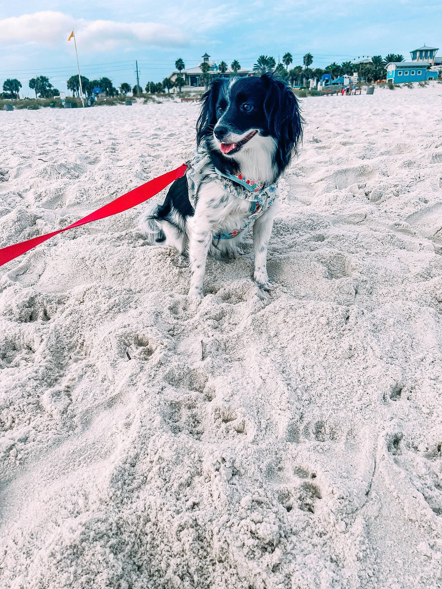 Iris is registered to the contest to win money with this photo: blue, carnivore, cloud, collar, companion_dog, dog, dog_breed, dog_collar, fawn, horizon, landscape, leash, leisure, pet_supply, recreation, sky, snout, sporting_group, tree, working_animal