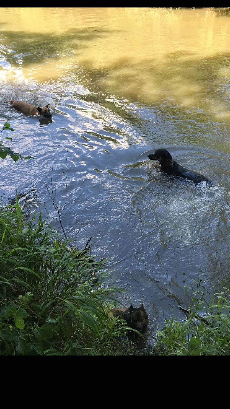 Kenji a rejoint le concours — aidez-le/la à gagner de superbes lots ! _geese_and_swans, bank, ducks, fluvial_landforms_of_streams, grass, lake, landscape, natural_landscape, plant, riparian_zone, sporting_group, stream, sunlight, tree, water, watercourse, waterfowl, wildlife, wind_wave, wood