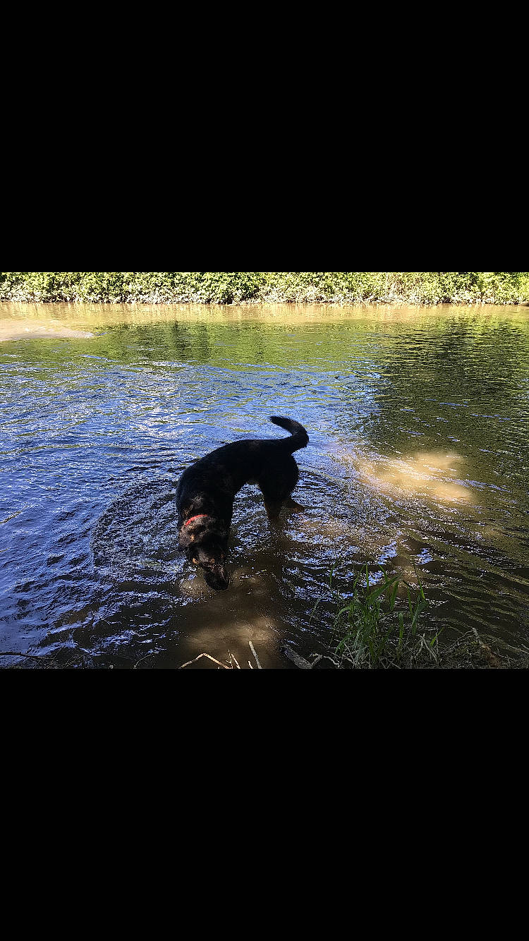 Kenji participe au concours pour gagner de l'argent avec cette photo : calm, carnivore, darkness, dog, dog_breed, font, grass, horizon, lake, landscape, mammal, natural_landscape, people_in_nature, plant, rectangle, reflection, tints_and_shades, water, water_resources, working_animal