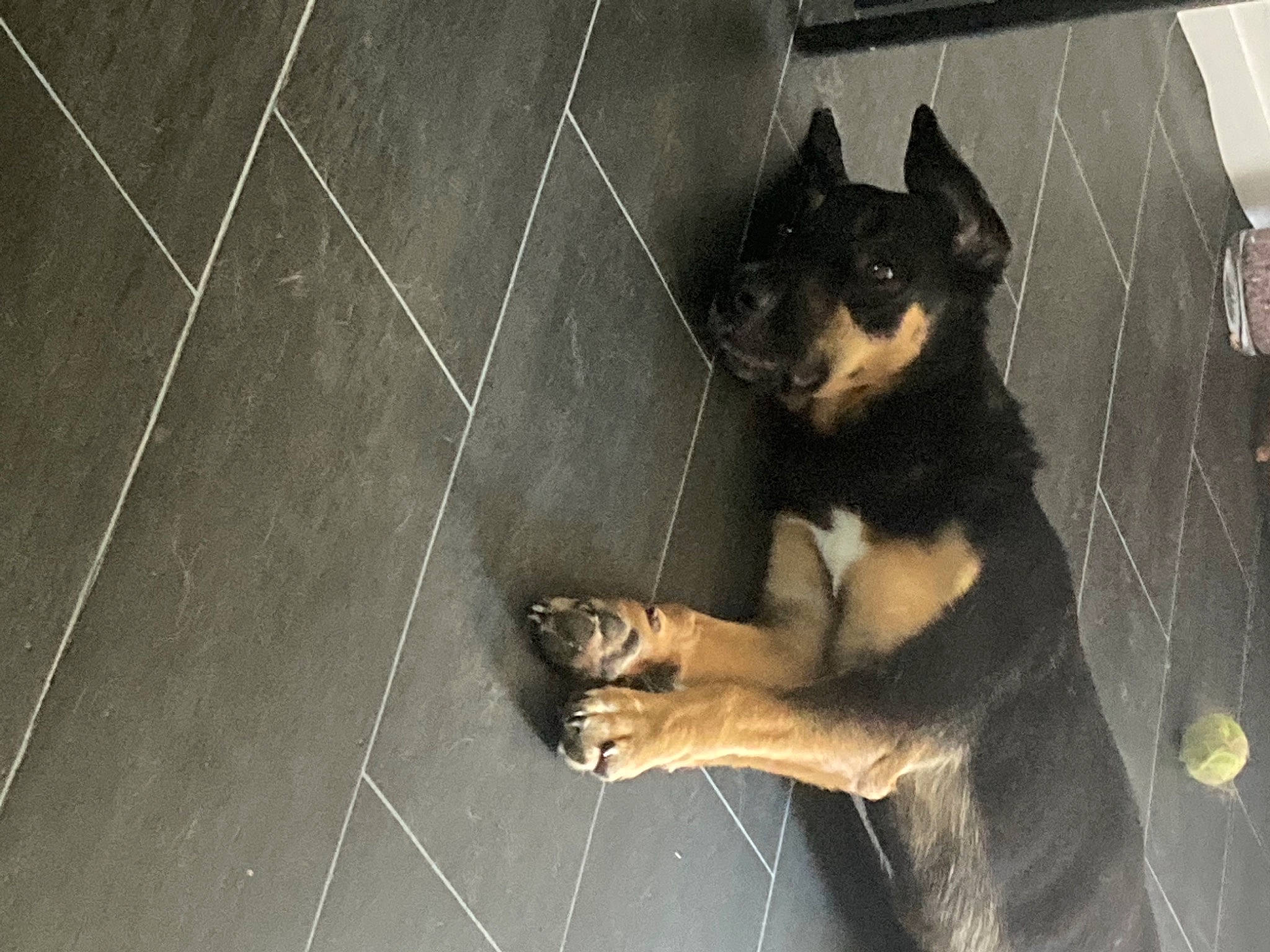 Kenji a rejoint le concours — aidez-le/la à gagner de superbes lots ! canidae, carnivore, companion_dog, dog, dog_breed, fawn, flooring, foot, fur, grey, guard_dog, human_leg, paw, snout, sporting_group, tail, tints_and_shades, toy_dog, whiskers, working_animal