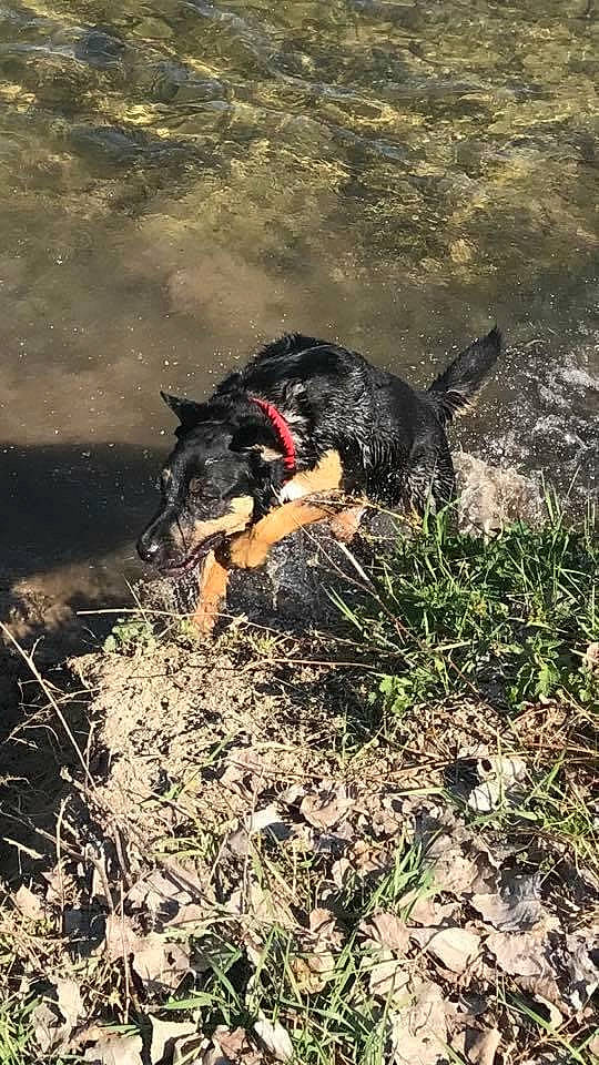 Kenji participe au concours pour gagner de l'argent avec cette photo : canidae, carnivore, companion_dog, dog, dog_breed, grass, guard_dog, herding_dog, hunting_dog, leash, plant, soil, sporting_group, tail, terrier, vertebrate, water_dog, working_animal, working_dog, yorkshire_terrier