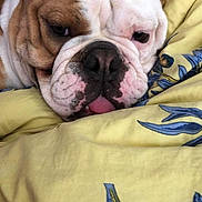Patate a rejoint le concours — aidez-le/la à gagner de superbes lots ! dog, bulldog, close_up, sleepy, wrinkles, face, nose, ears, tongue, blanket, bedding, yellow, blue, floral_pattern, pet, animal, resting, indoors, cozy, cute