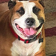 Bella joined the competition — help win amazing prizes! dog, smiling, tongue_out, collar, pet, animal, brown, white, happy, sitting, indoor, carpet, closeup, canine, friendly, cute, domestic, fur, portrait, companion