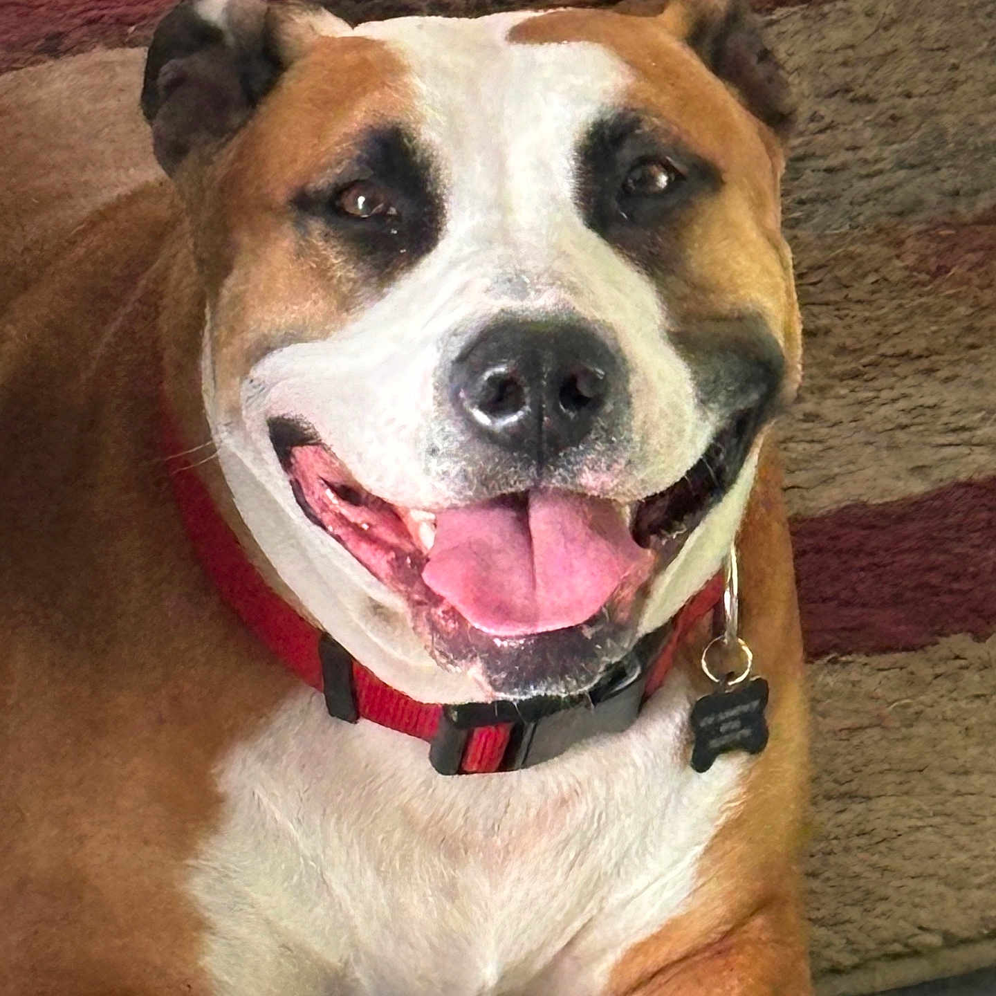 Bella joined the competition — help win amazing prizes! dog, smiling, tongue_out, collar, pet, animal, brown, white, happy, sitting, indoor, carpet, closeup, canine, friendly, cute, domestic, fur, portrait, companion