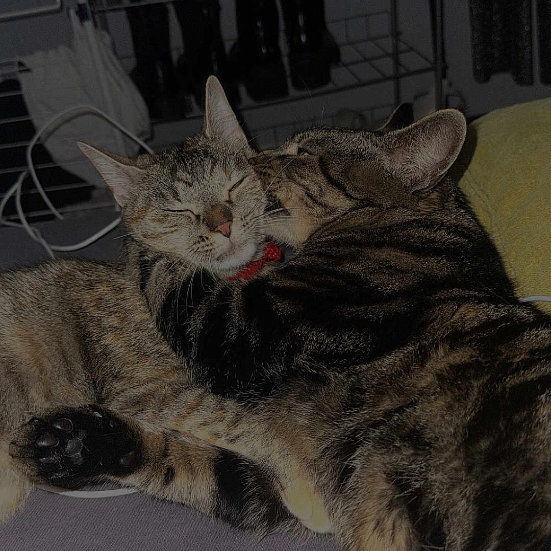 Snoopy Et Tina a rejoint le concours — aidez-le/la à gagner de superbes lots ! affection, animal, bed, cat, closeup, collar, cozy, cuddle, cute, domestic, feline, fur, indoor, paw, pet, resting, sleeping, snuggling, tabby, two_cats