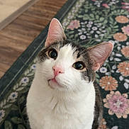 Choo Choo is registered to the contest to win money with this photo: animal, cat, closeup, curious, cute, domestic, ears, floor, floral_pattern, fur, indoor, looking_up, pet, pink_nose, rug, tabby, tile_floor, whiskers, white_fur, wood_floor