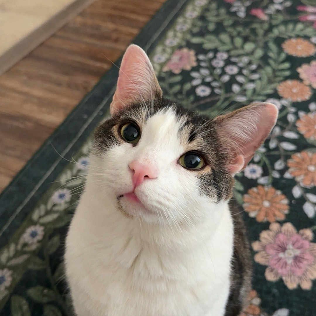 Choo Choo is registered to the contest to win money with this photo: animal, cat, closeup, curious, cute, domestic, ears, floor, floral_pattern, fur, indoor, looking_up, pet, pink_nose, rug, tabby, tile_floor, whiskers, white_fur, wood_floor