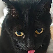 Bounty a rejoint le concours — aidez-le/la à gagner de superbes lots ! black_cat, cat, pet, close_up, yellow_eyes, tongue_out, playful, fur, whiskers, cute, animal, domestic_cat, portrait, face, indoor, mammal, feline, black_fur, adorable, expression