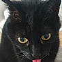 black_cat, cat, pet, close_up, yellow_eyes, tongue_out, playful, fur, whiskers, cute, animal, domestic_cat, portrait, face, indoor, mammal, feline, black_fur, adorable, expression